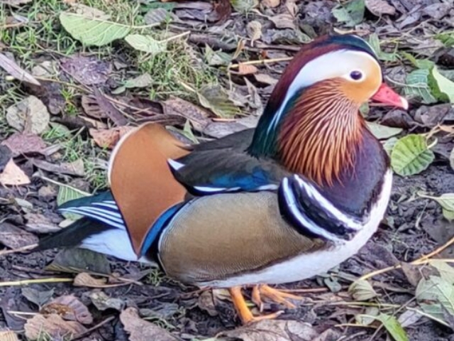 Mandarin duck