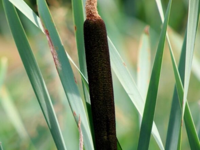 bullrush